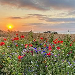 Vakantiehuis "Alkmar" - 75m from the sea