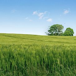 Vakantiehuis "Thorwer" - 250m from the sea