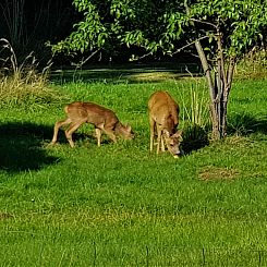 Vakantiehuis "Asmine" - 670m from the sea