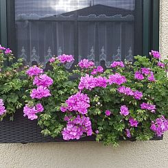 Appartement Am Marsfeld