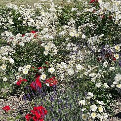 Huisje in Lichtenau-Husen