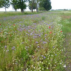 Vakantiehuis 4 Jahreszeiten