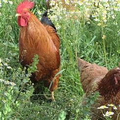 Ferienhof am Biberbach (max 6 pers)