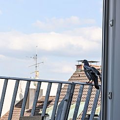 Appartement Munich Finest Apartments 17