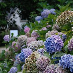 Vakantiehuis Villa mit großem Grundstück direkt am Mer