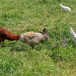 Vakantiehuisje in Geel