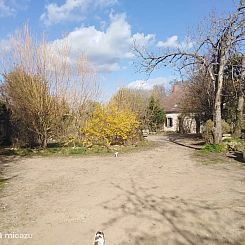 Bouton d'Or  la ferme d'Hélice