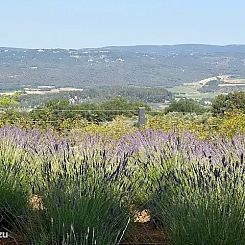 Les Garances