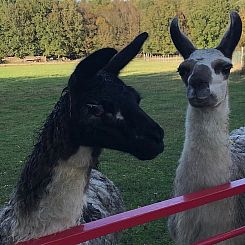 Vakantiehuis in Savigny Levescault