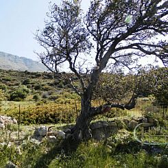 Kavel in Agia Paraskevi