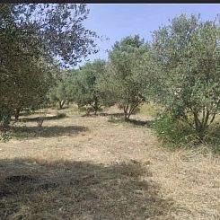 Kavel in Arkadi