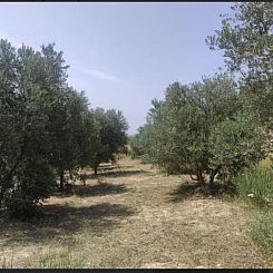 Kavel in Arkadi