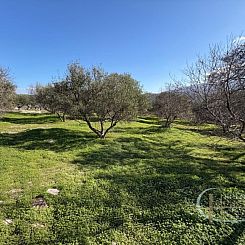 Kavel in Pitsidia
