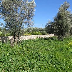 Kavel in Pigi
