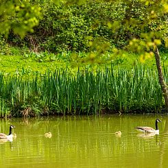 Vakantiehuis Lodge 6 - Hot Tub Lodge