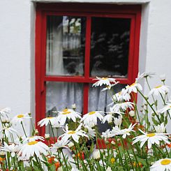 Vakantiehuis Minie's Cottage Wild Atlantic Way