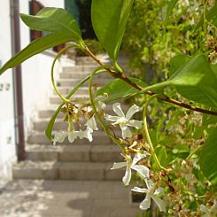 Appartement Wohnung in Custonaci mit Kleinem Garten