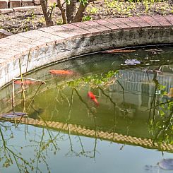 Appartement Die Orange und der Goldfisch