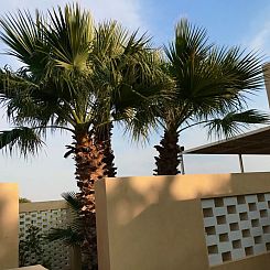 Appartement Haus der Palme in Menfi