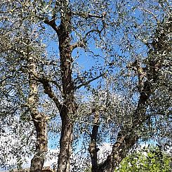 Vakantiehuisje in Orvieto