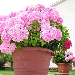 Appartement "Gemütlicher Garten" mit Terrasse