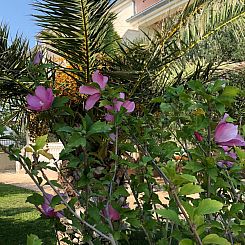 Vakantiehuis Villa Olive Grove