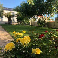 Vakantiehuis Villa Olive Grove