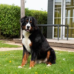 Comfort Lodge | 4 p. (32 m2) - Honden toegelaten - Met airco
