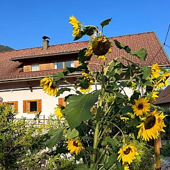 Appartement Enzian Lodge 50m²