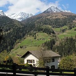 Zwei Tannen