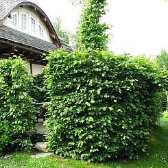 Vakantiehuis "Sunshine Apartment"