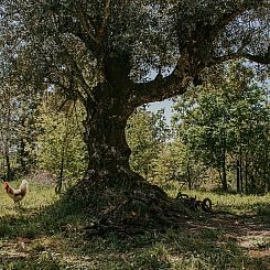 Huisje in carregal do sal