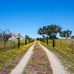 Vrijstaande woning in Ourique