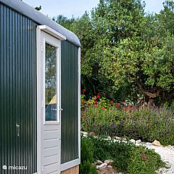 Tinyhouse Iguana