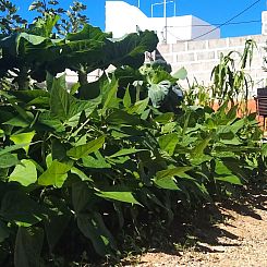 Vakantiehuis Edara Home - Haus mit privatem Garten