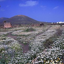 Vakantiehuis Castillo Lanzarote Villa Winni
