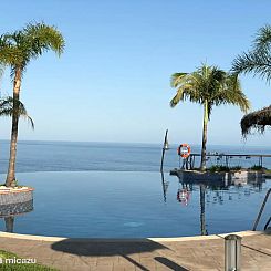 AlmunecarHolidayRentals: Palmeras