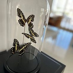 Casa La Mariposa
