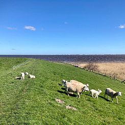 Vakantiehuis 177 Sonnenschein