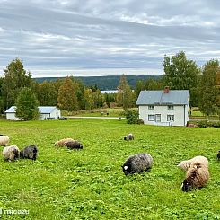 Vildmarksgård Lillviken