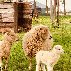 Vakantiehuisje in Zuidveld