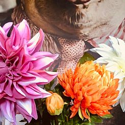 Vakantiehuisje in Zuidveld