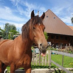 Appartement Sommerhof