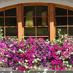 Appartement Swiss Chalet