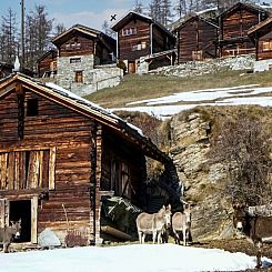 Vakantiehuis Chalet 1679