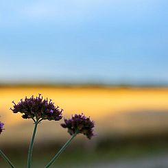 Vakantiehuis in Wapserveen