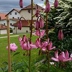 Appartement Appartement - Bellevue