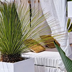 Pura Ibiza