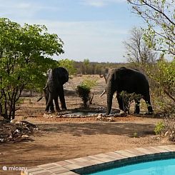 Umoja Bushvilla - Kruger Park