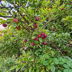 Vakantiehuis "Magh" - 9.8km from the sea